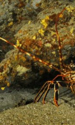img_7252a_web-400x284-1